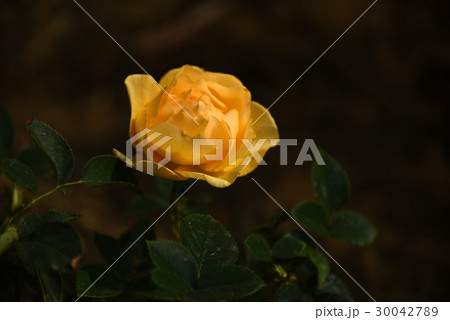 薔薇 バラ科 バラ 30042789