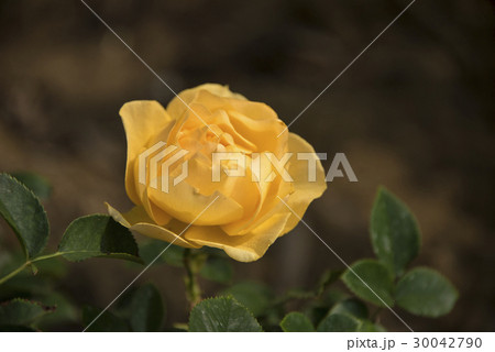 薔薇 バラ科 バラ 30042790