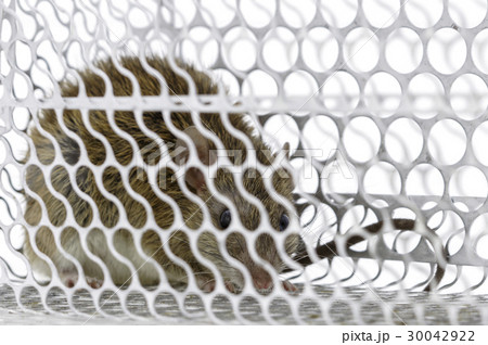 Rat trap 30042922