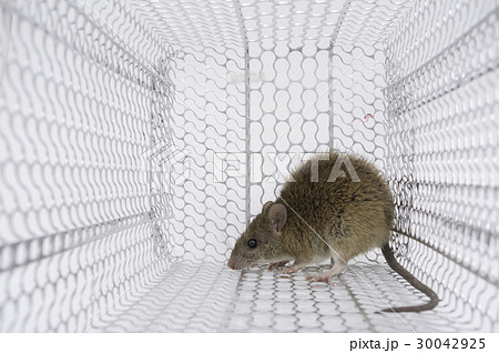 rattrap 30042925
