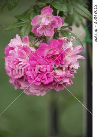 薔薇 バラ科 バラ 30043015