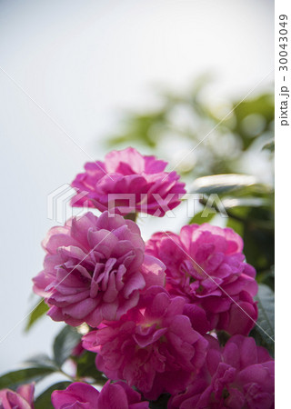 薔薇 バラ科 バラ 30043049