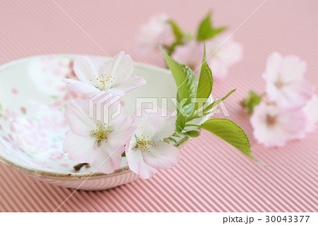 桜と器 30043377