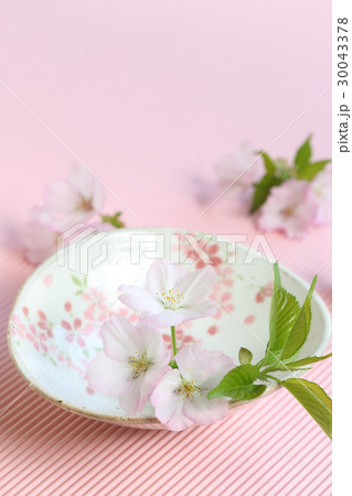 桜と器 30043378