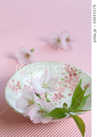 桜と器 桜と器 30043379