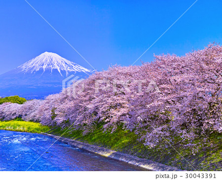富士市　桜咲く潤井川から見た富士山 30043391
