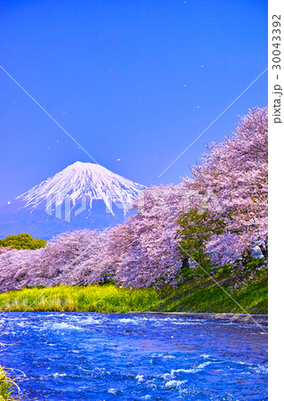 富士市　桜咲く潤井川から見た富士山 30043392