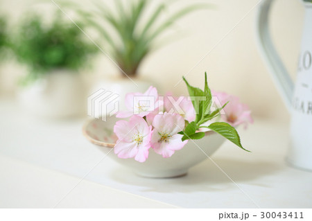 桜 30043411
