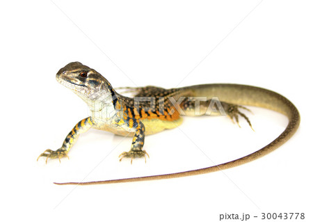 Image of Butterfly Agama Lizard (Leiolepis Cuvier) 30043778
