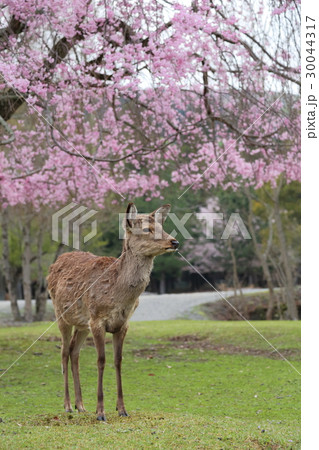 奈良公園　鹿とおかっぱ桜 30044317