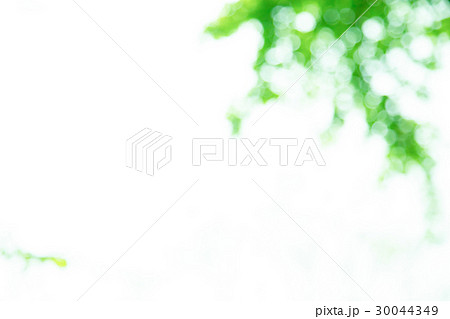 新緑イメージ　合成用背景素材　緑の背景　植物　春　初夏　木漏れ日　緑とコピースペース 30044349