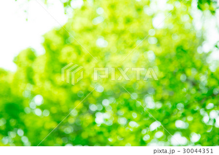 新緑イメージ　合成用背景素材　緑の背景　植物　春　初夏　木漏れ日　緑とコピースペース 30044351