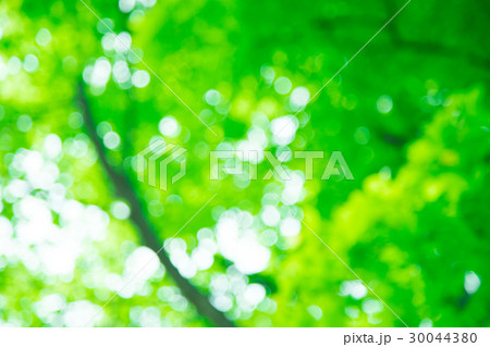 新緑イメージ 合成用背景素材 緑の背景 植物 春 初夏 木漏れ日 緑とコピースペースの写真素材