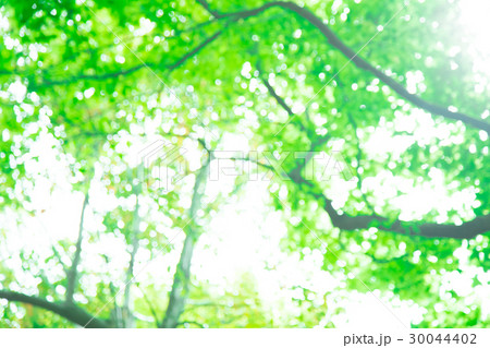 新緑イメージ　合成用背景素材　緑の背景　植物　春　初夏　木漏れ日　緑とコピースペース 30044402