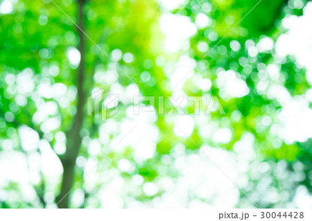 新緑イメージ 合成用背景素材 緑の背景 植物 春 初夏 木漏れ日 緑とコピースペースの写真素材