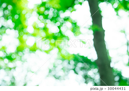 新緑イメージ　合成用背景素材　緑の背景　植物　春　初夏　木漏れ日　緑とコピースペース 30044431