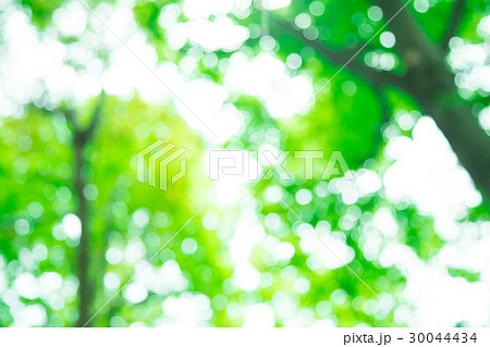 新緑イメージ 合成用背景素材 緑の背景 植物 春 初夏 木漏れ日 緑とコピースペース 新緑イメージ 合成用背景素材 緑の背景 植物 春 初夏 木漏れ日 緑とコピースペース 30044434