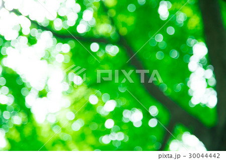 新緑イメージ　合成用背景素材　緑の背景　植物　春　初夏　木漏れ日　緑とコピースペース 30044442