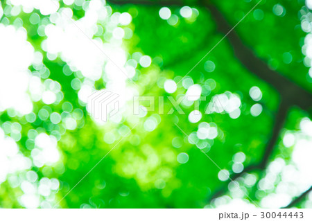 新緑イメージ　合成用背景素材　緑の背景　植物　春　初夏　木漏れ日　緑とコピースペース 30044443