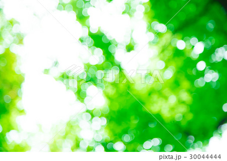 新緑イメージ　合成用背景素材　緑の背景　植物　春　初夏　木漏れ日　緑とコピースペース 30044444