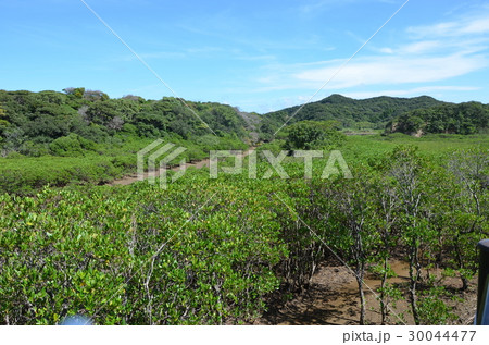 種子島のマングローブパーク 30044477