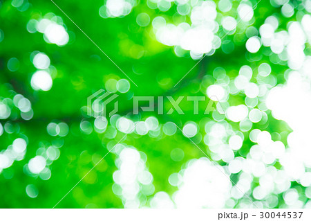 新緑イメージ　合成用背景素材　緑の背景　植物　春　初夏　木漏れ日　緑とコピースペース 30044537