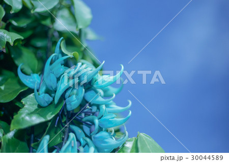 青空とヒスイカズラ 30044589