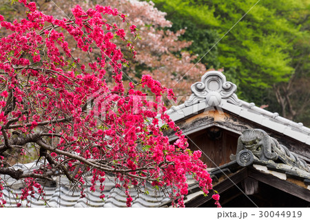 寒緋桜と屋根 寒緋桜と屋根 30044919