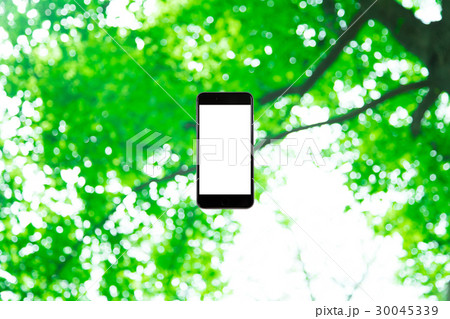 スマホと新緑イメージ 合成用背景素材 緑の背景 植物 春 初夏 木漏れ日 緑とコピースペース スマホと新緑イメージ 合成用背景素材 緑の背景 植物 春 初夏 木漏れ日 緑とコピースペース 30045339