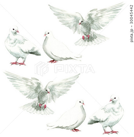 白い鳩６羽のイラスト素材 30045442 Pixta