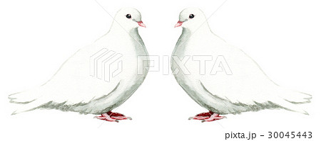 白い鳩２羽のイラスト素材 30045443 Pixta