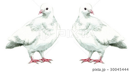 白い鳩２羽のイラスト素材 30045444 Pixta