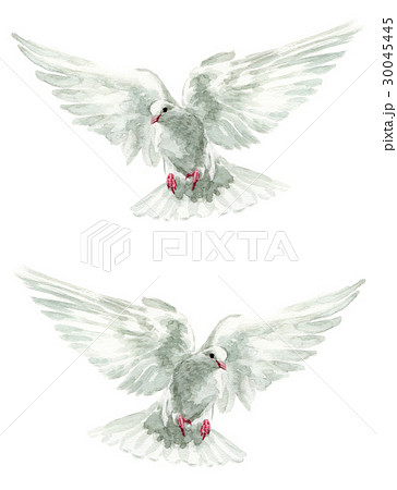 羽ばたく白い鳩２羽のイラスト素材