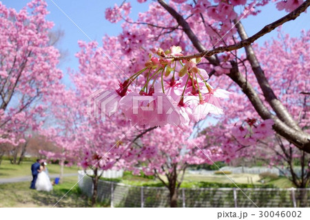 ヨウコウザクラ 30046002