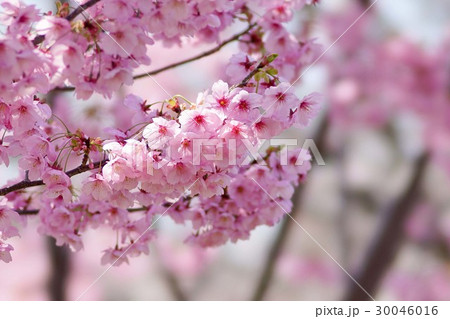 ヨウコウザクラ 30046016