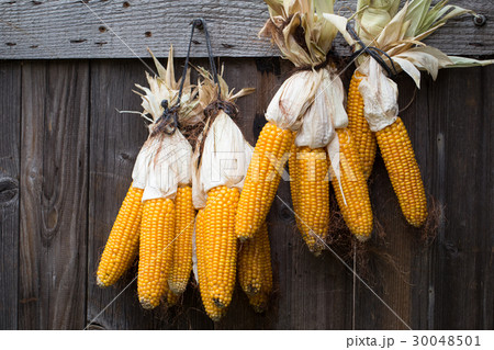 Ripe dried corn cobs hanging Ripe dried corn cobs hanging 30048501