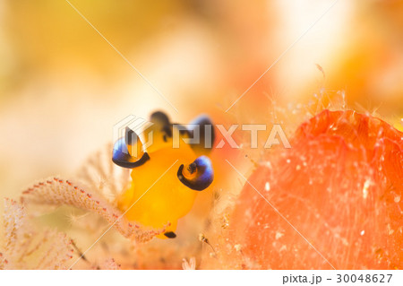 ウデフリツノザヤウミウシ 30048627