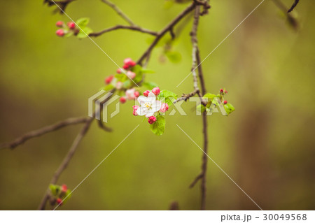 Branches of apple tree  30049568