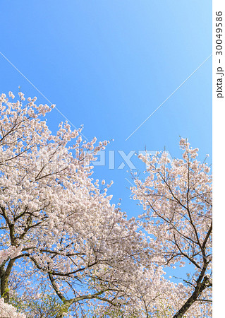 満開の桜の花 満開の桜の花 30049586