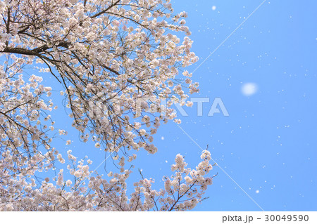 桜の花びらが風に舞い散るの写真素材