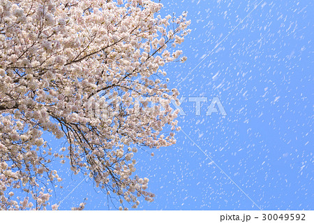 強風に桜の花びらが舞い散るの写真素材