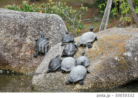 稲毛海浜公園 30050332