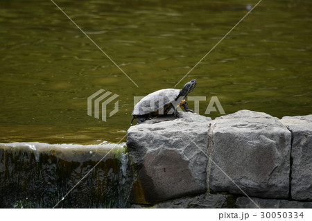 稲毛海浜公園 稲毛海浜公園 30050334