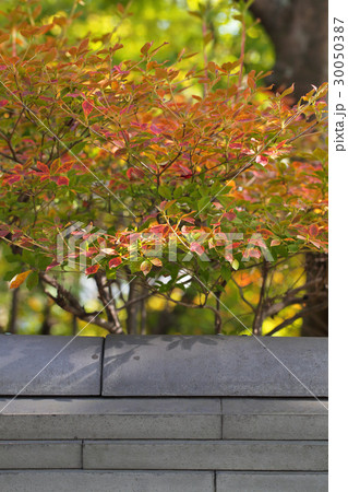 いぶし瓦の役瓦とドウダンツツジの紅葉 30050387