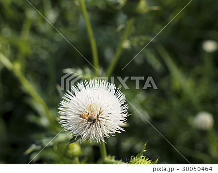 ミツバチ 30050464