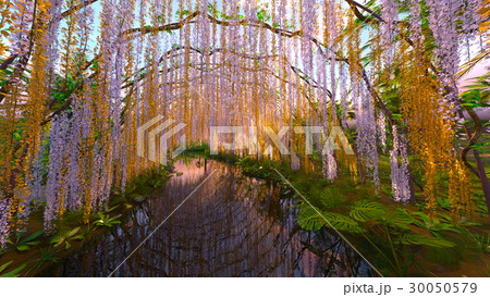 藤棚と池のある庭  30050579