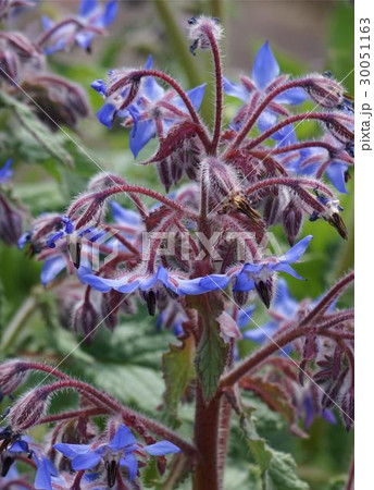 ホリジ　青花　03 30051163