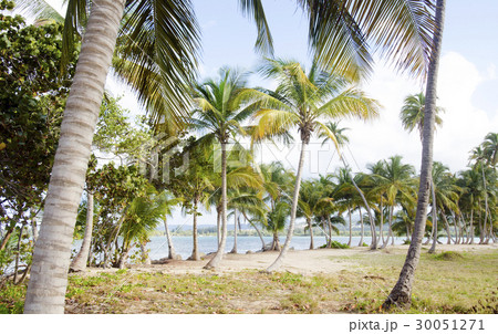 Puerto Rico, Rio Grande, Palm trees on beach 30051271