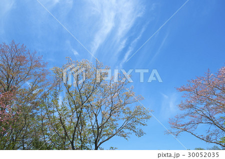 爽やかな青空と花木　 30052035