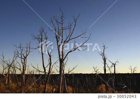 USA, Colorado, Burnt trees on Wetherill Mesa in Mesa Verde National Park USA, Colorado, Burnt trees on Wetherill Mesa in Mesa Verde National Park 30052043